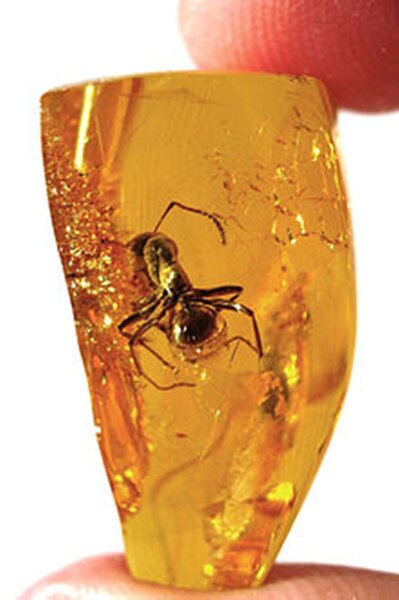 Amber_insect.jpg