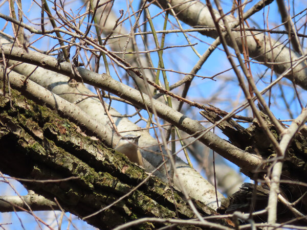 Eurasian Nuthatch