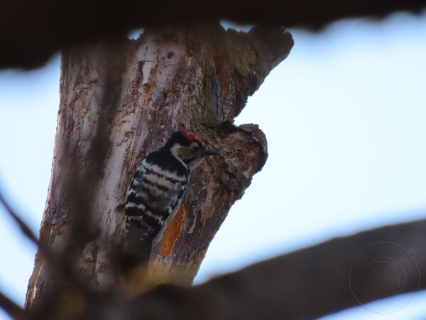 Lesser Spotted Woodpecker