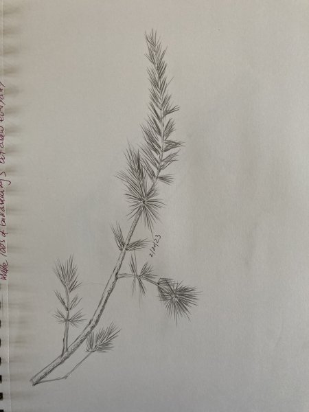 Pine branch new pencil study