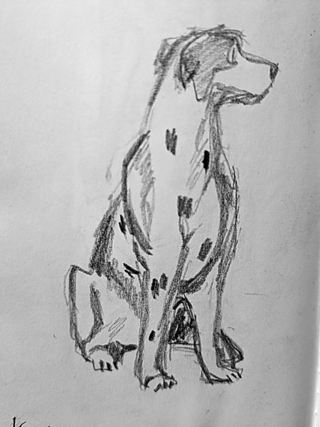 dalmatian-graphite.jpg