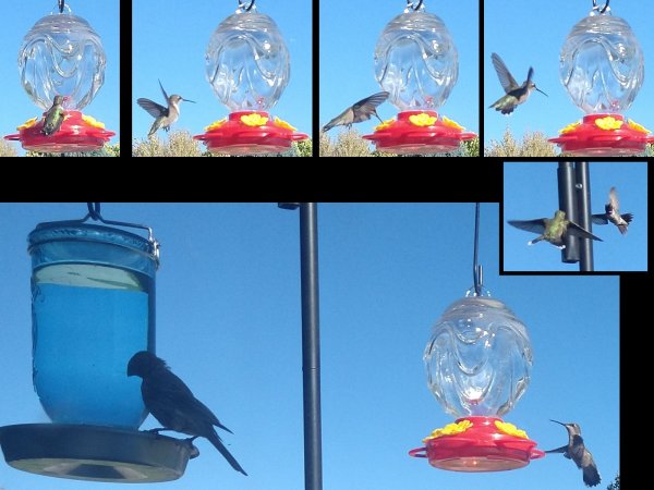 HummingbirdCollage.jpg