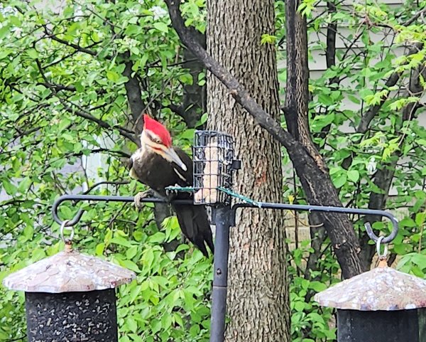 PileatedWoodpecker2