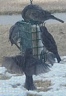 Suet.jpg