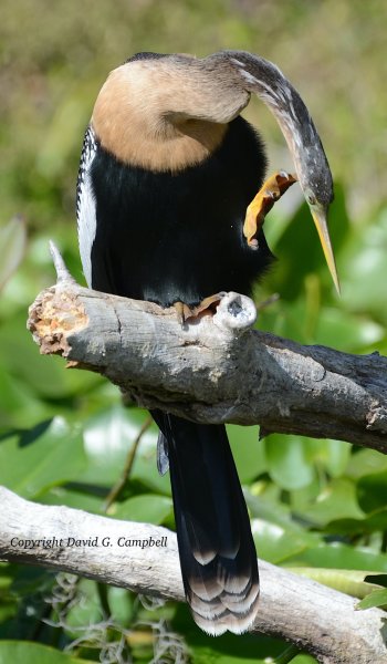 Anhinga, Female Silver River DSC_2936.JPG