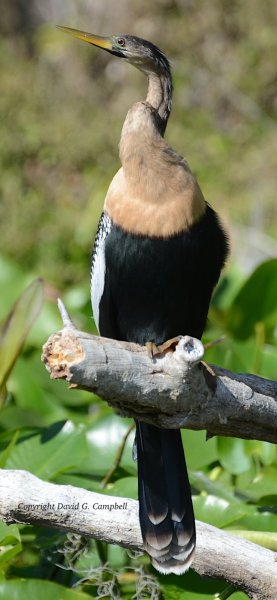 Anhinga, Female Silver River DSC_2943.JPG