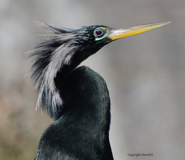 Anhinga, Male Silver River DSC_2910.JPG