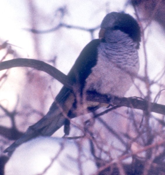 Parakeet, Monk Dewittville NY 11:75 copy.jpg