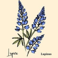 Lupine