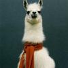 unimpressed_llama