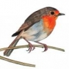 robin93