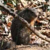 Groundhog